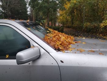 Car on road amidst trees during autumn