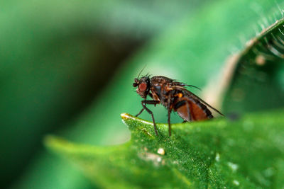 Close-up of housefly on leaf