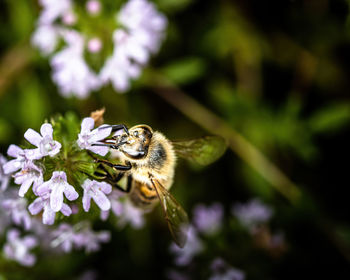 Close-up of bee pollinating on purple flower