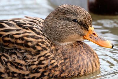 Close-up of duck swimming in lake