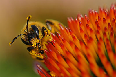 Close-up of bee on flower