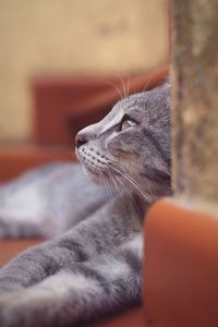 Close-up of cat looking away