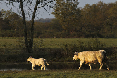 Sheep standing in a field