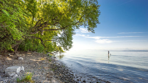 Trees by sea against sky