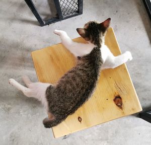 High angle view of cat relaxing on floor