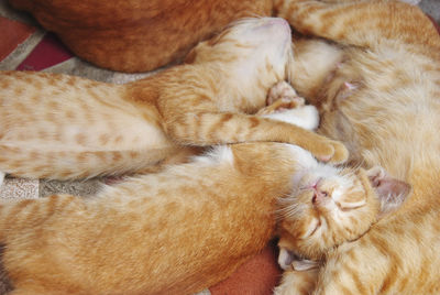 Close-up of cats sleeping on floor