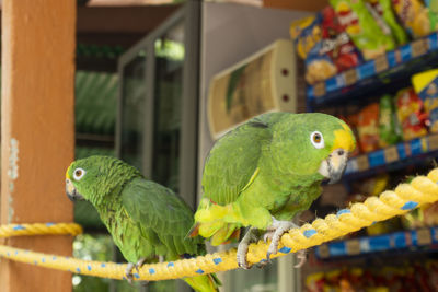 Close-up of parrot perching in cage