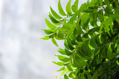 Low angle view of fresh green leaves against sky