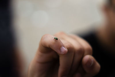 Close-up of insect on hand