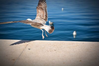 Seagull flying over sea