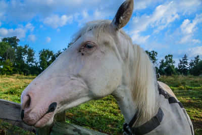 Close-up of horse on field against sky