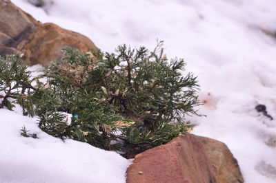 Close-up of snow covered tree on field during winter