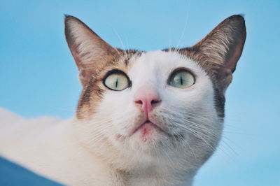 Low angle view of cat looking away against clear sky