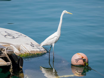 Close-up of bird