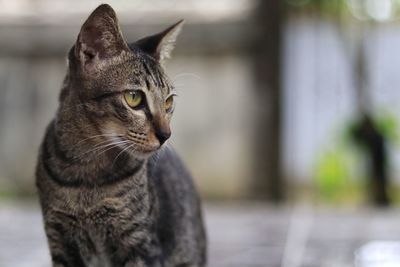 Close-up of tabby looking away