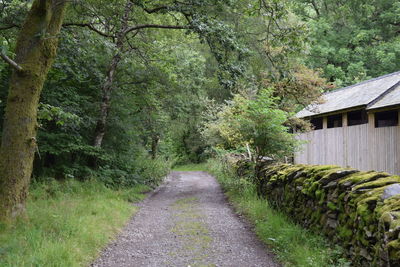 Footpath amidst trees in forest