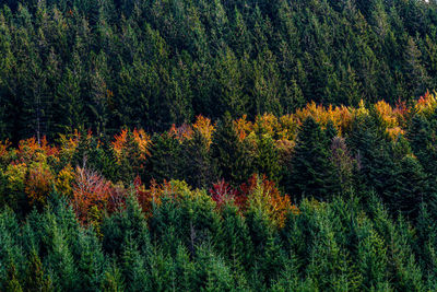 Pine trees in forest during autumn