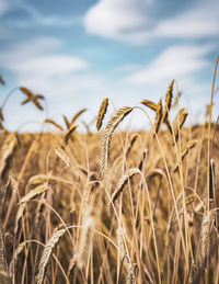 Close-up of wheat field against sky