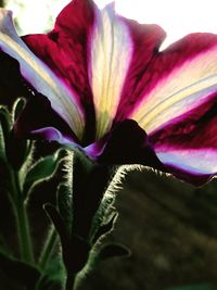 Close-up of flower blooming outdoors