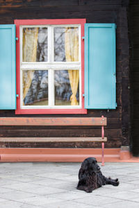 Dog on window of building