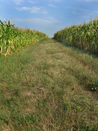 Plants growing on field against sky