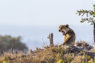 Cheetah relaxing on land