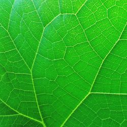 Full frame shot of green leaves