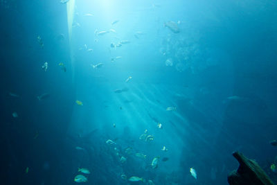 Jellyfish swimming in sea