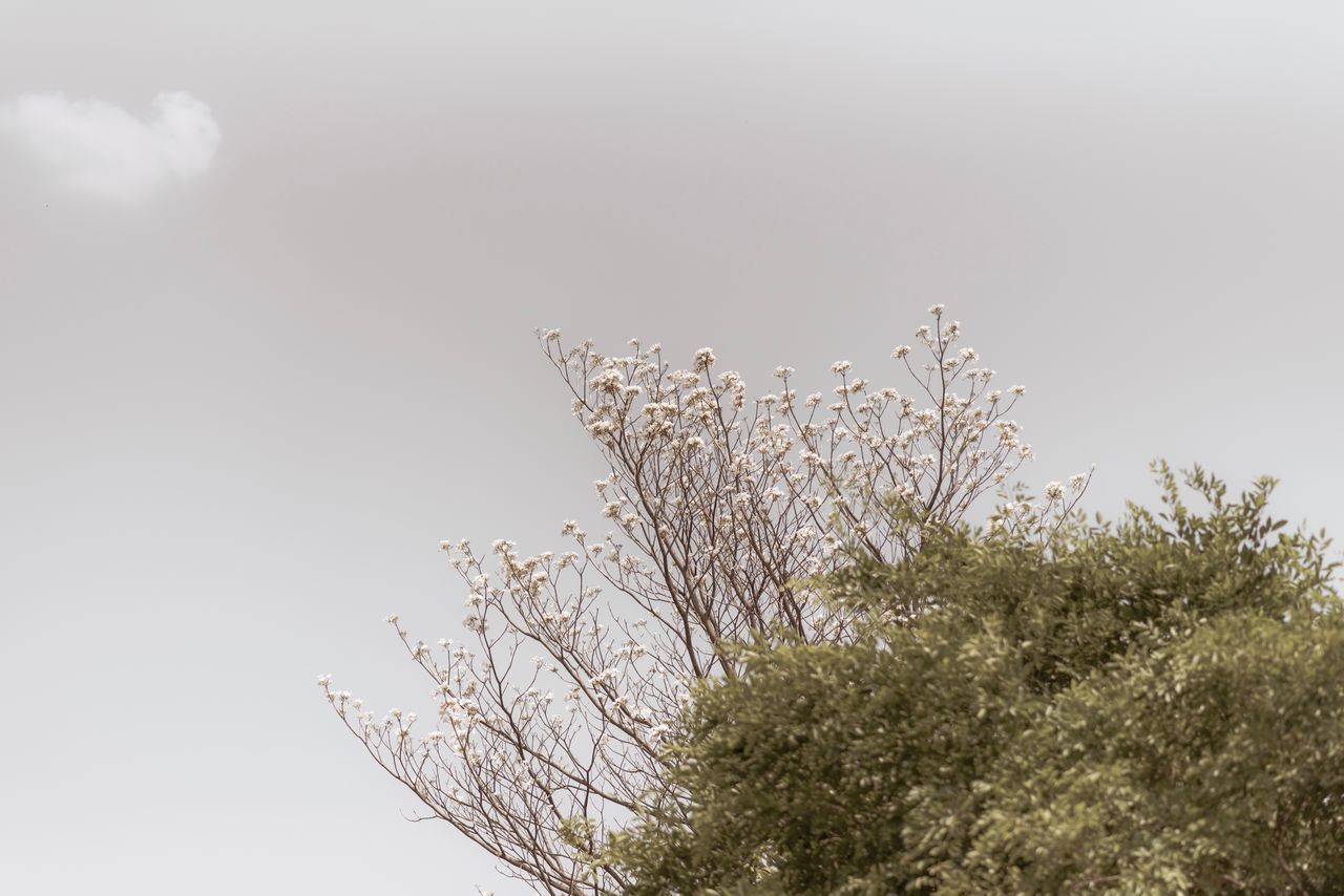 LOW ANGLE VIEW OF PLANT AGAINST CLEAR SKY