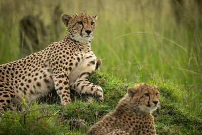 View of cats on field