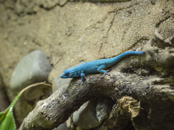 Close-up of lizard on rock