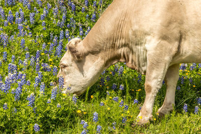 Cow in texas grazing on a meadow with blue bonnets