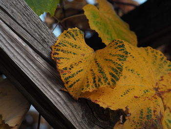 Close-up of autumn leaf