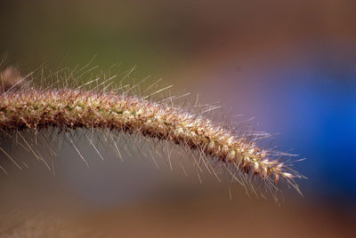 Close-up of plants against blurred background