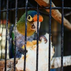 Close-up of parrot in cage