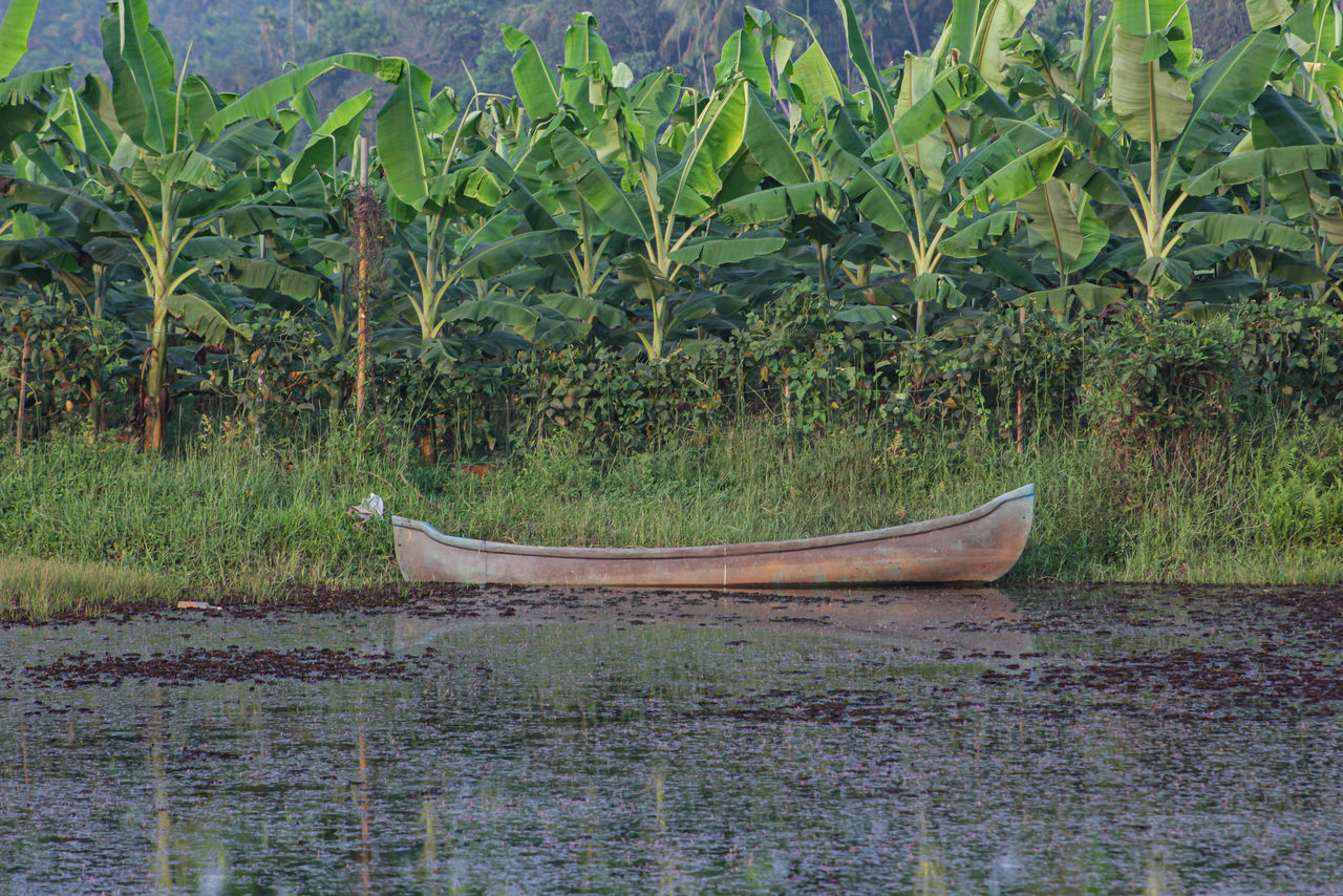 plant, growth, water, nature, nautical vessel, green, boat, tranquility, canoe, day, beauty in nature, no people, transportation, land, vehicle, tree, wetland, scenics - nature, outdoors, tranquil scene, mode of transportation, moored, watercraft, field, palm tree, lake, tropical climate, natural environment