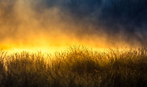 A beautiful spring sunrise mist over the flooded wetlands. warm spring scenery of swamp with grass.