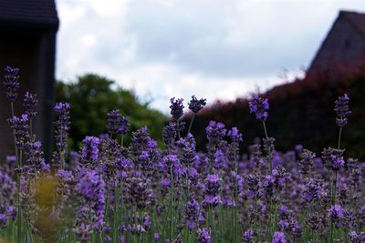 Lavenders blooming on field