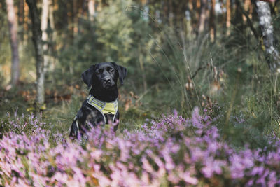 Portrait of black dog sitting on field