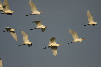 Low angle view of seagulls flying