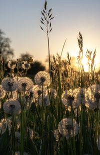 Close-up of flowering plants on field against sky