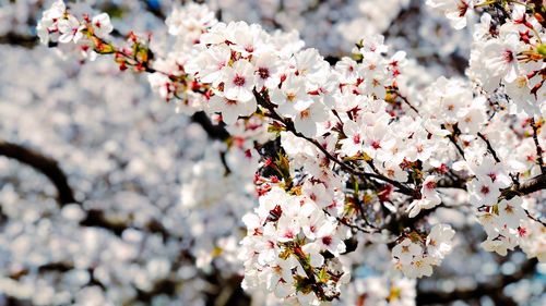 Close-up of cherry blossom tree