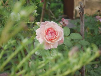 Close-up of pink rose