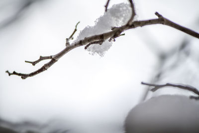 Close-up of lizard on branch