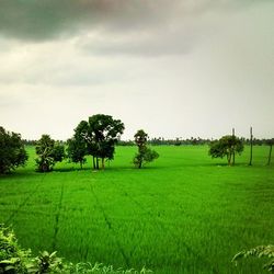 Scenic view of grassy field against sky