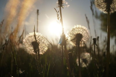 Close-up of flowering plants on field against sky during sunset