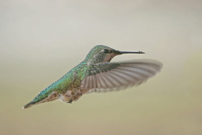 Close-up of bird flying