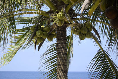 Low angle view of coconut palm tree against sky