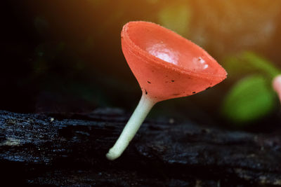 Close-up of orange mushroom growing outdoors