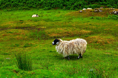 Sheep in a field